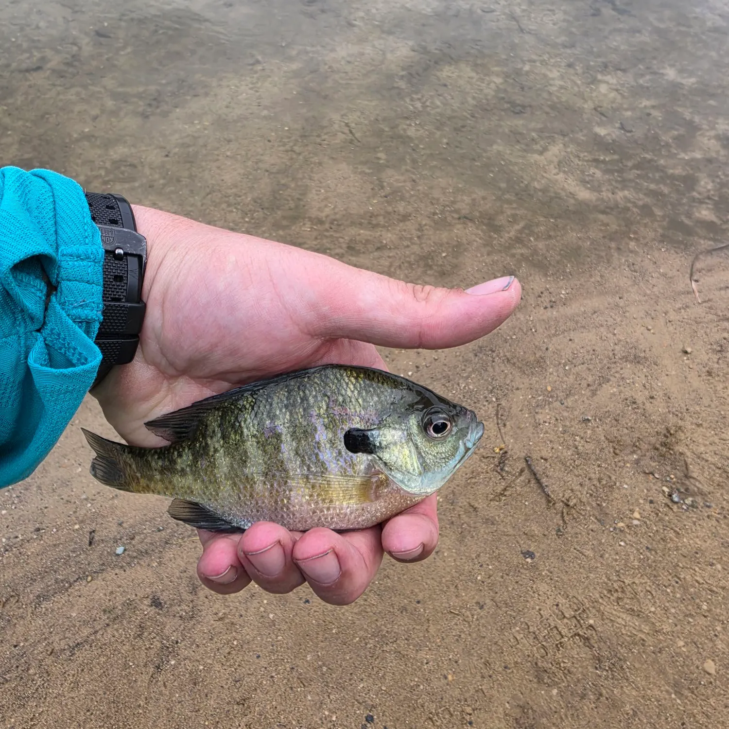 Bluegill caught on Fishbrain