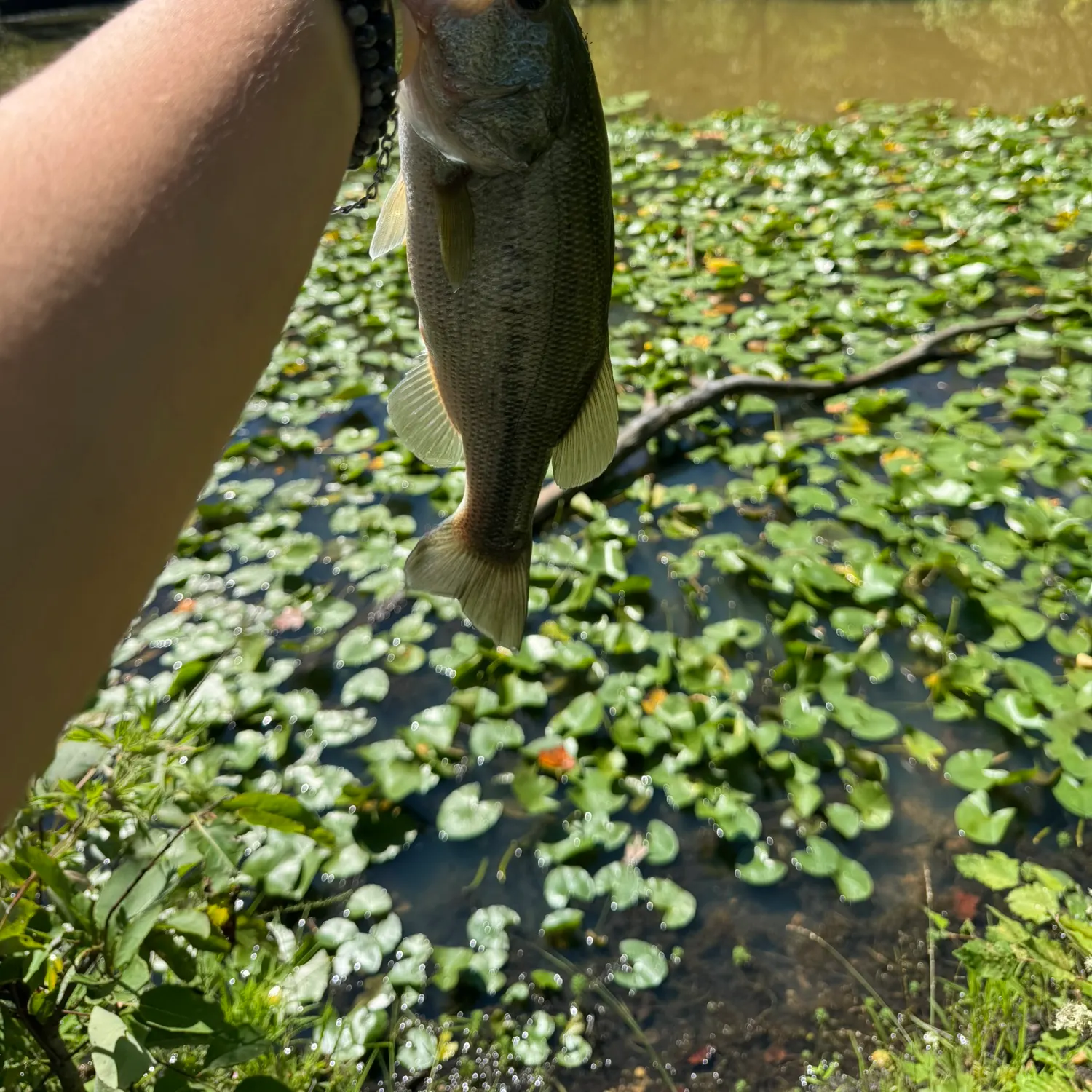 Largemouth bass caught on Fishbrain