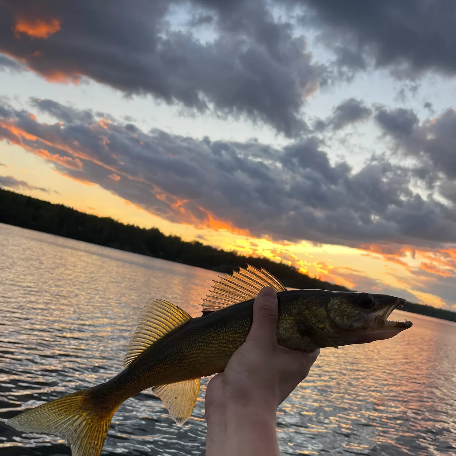 Walleye caught on Fishbrain