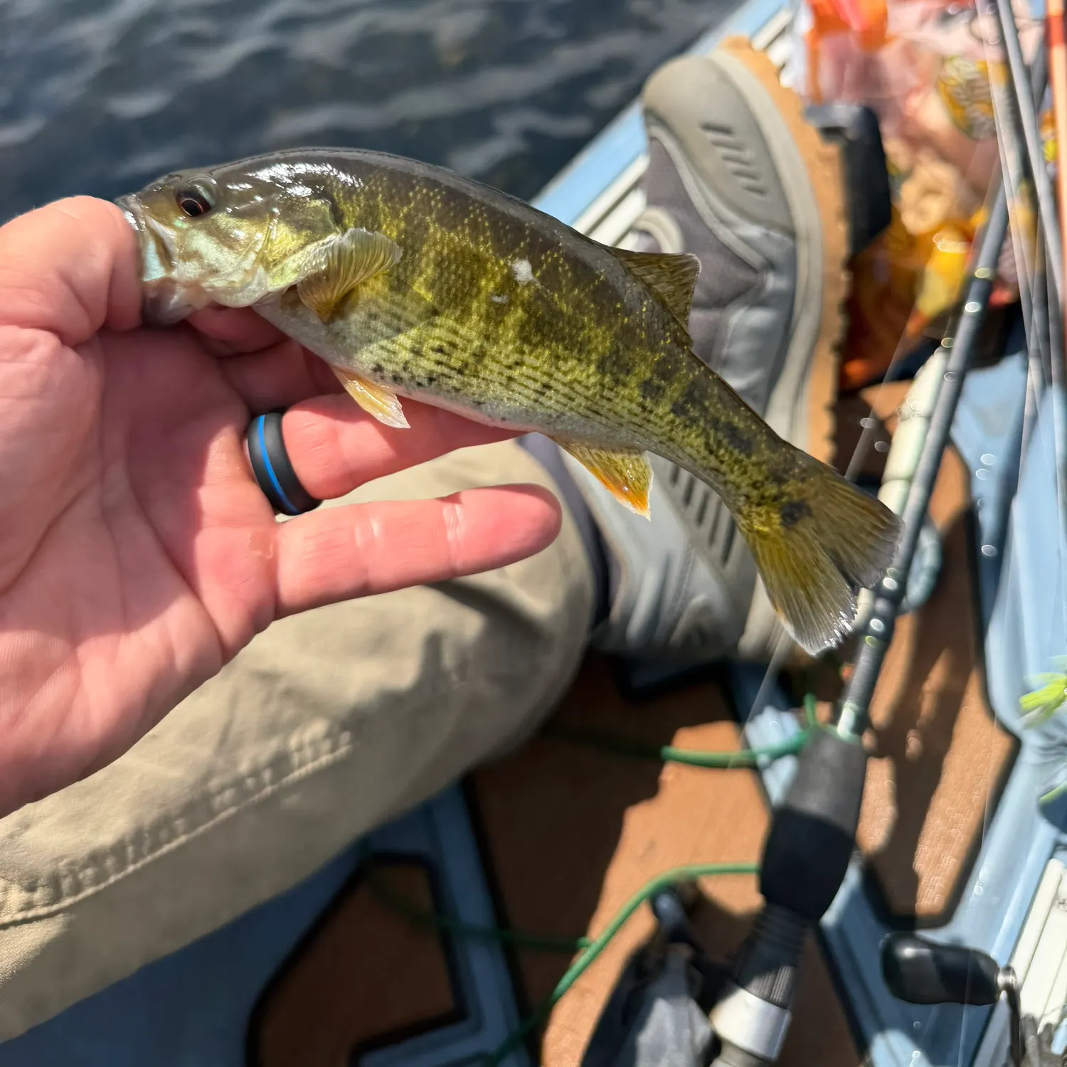 The most recent Bartram's bass catches on Fishbrain