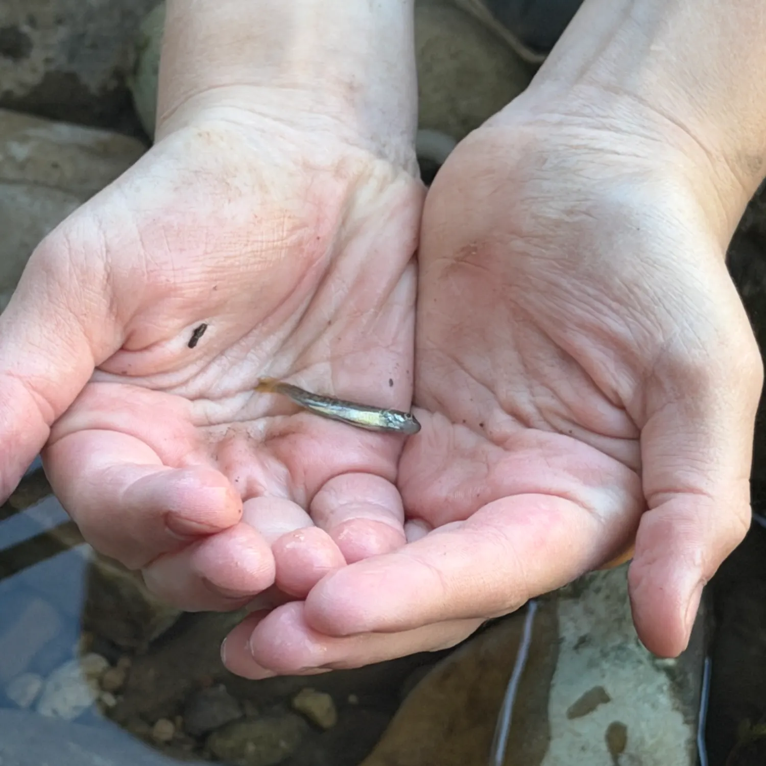 The most recent Brassy minnow catches on Fishbrain
