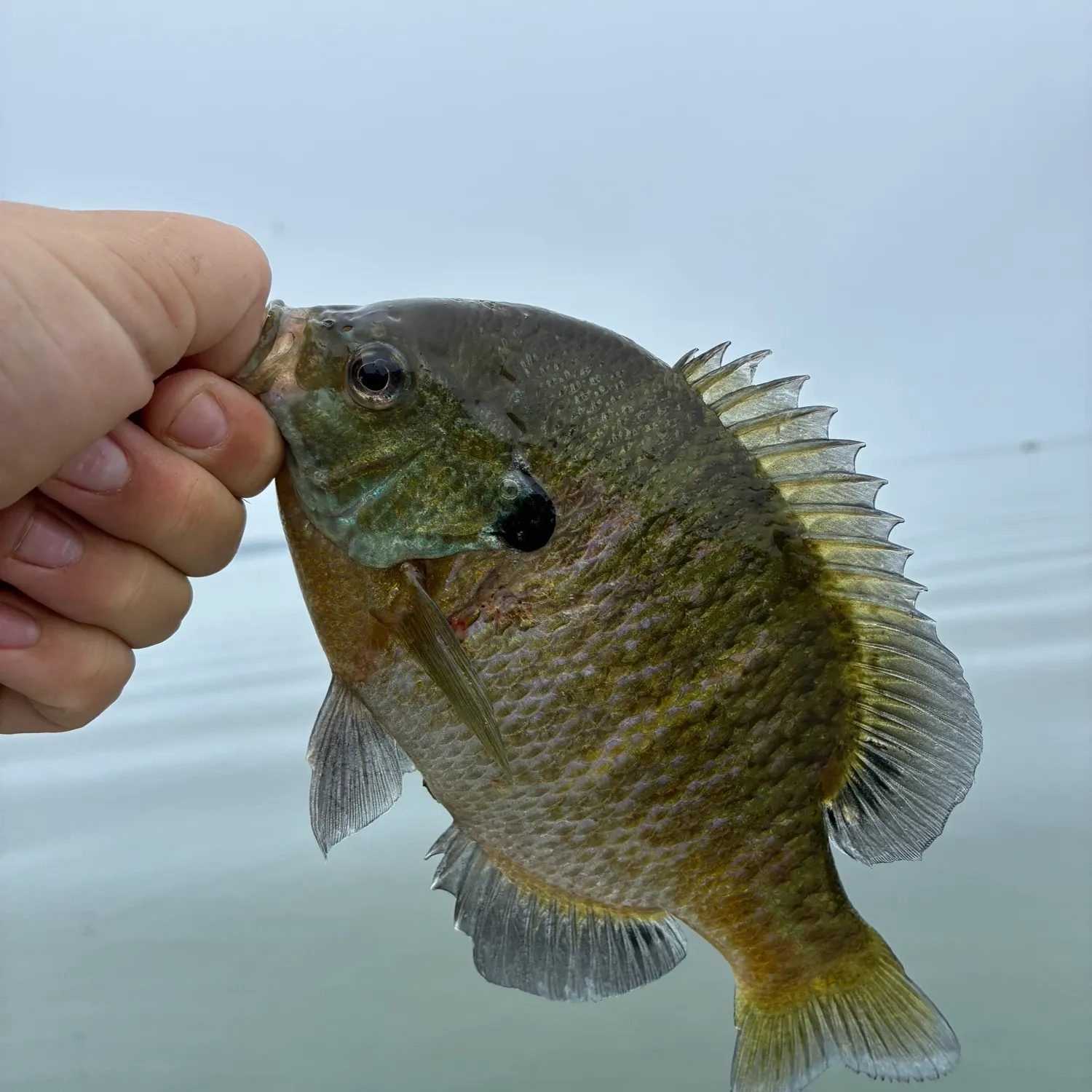 Bluegill caught on Fishbrain