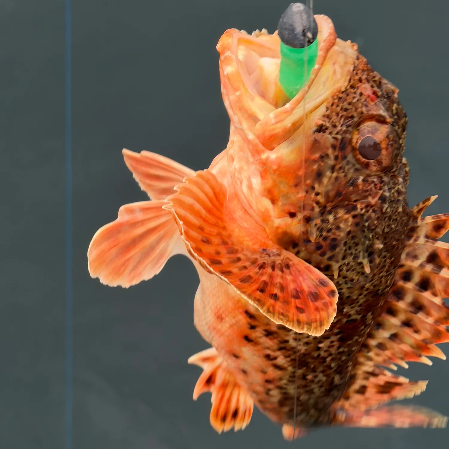 The most recent California scorpionfish catches on Fishbrain