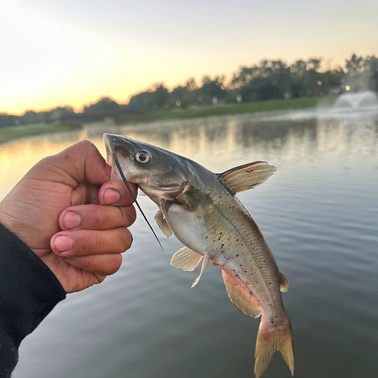 Channel catfish caught on Fishbrain