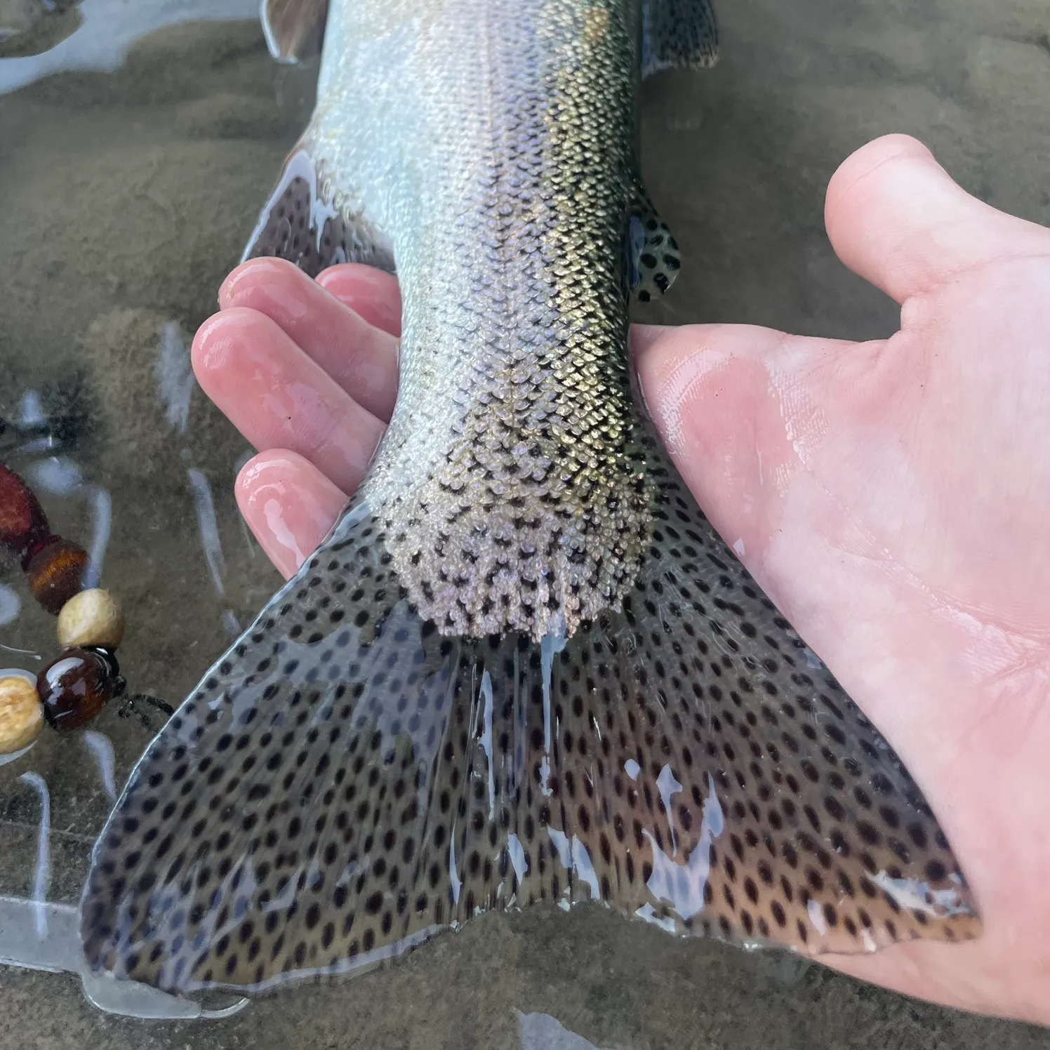 Rainbow trout caught on Fishbrain