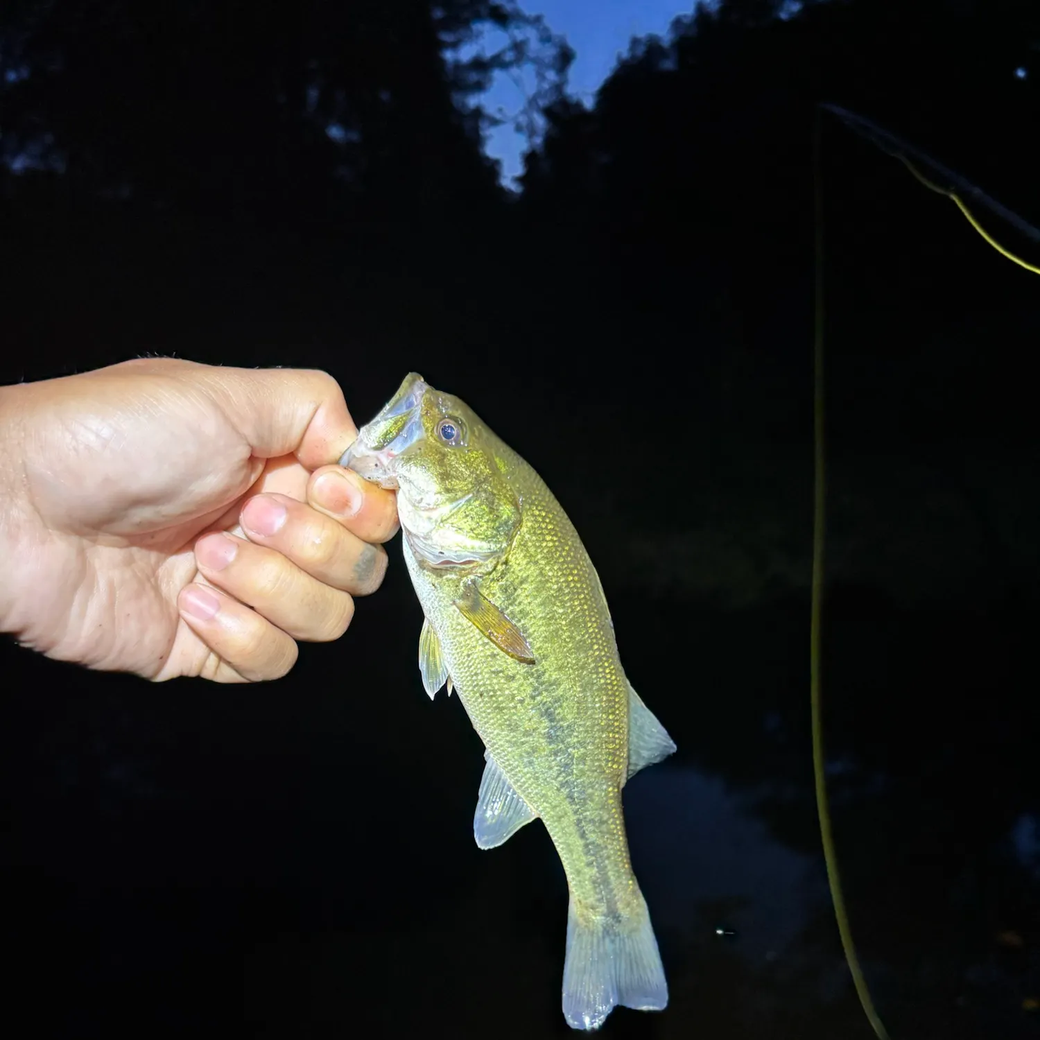 Largemouth bass caught on Fishbrain