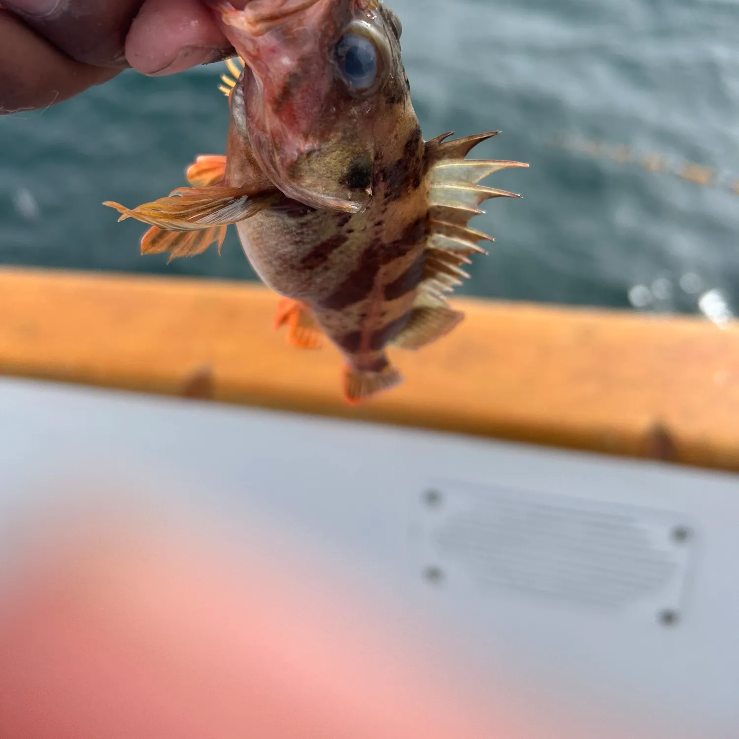The most recent Calico rockfish catches on Fishbrain