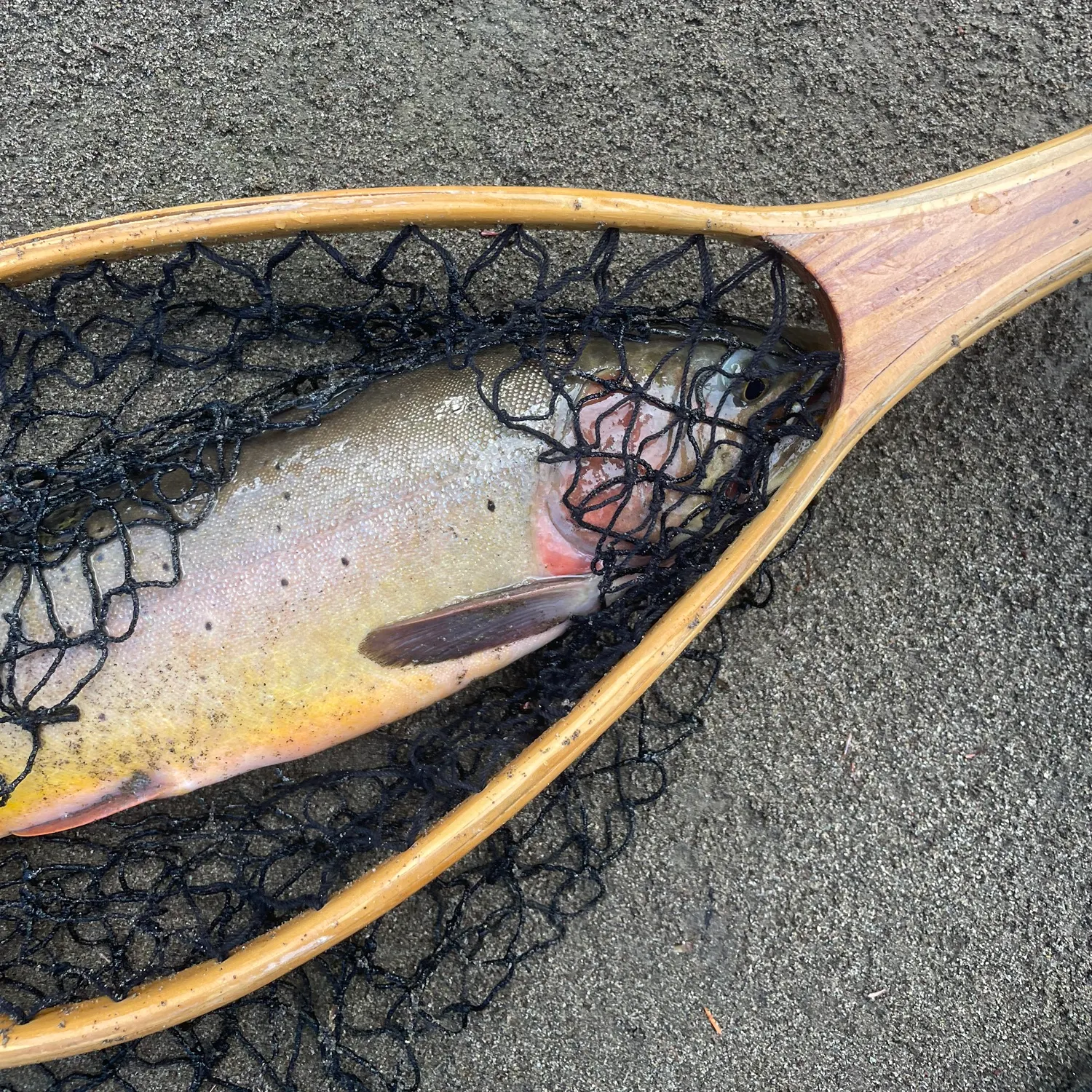 Yellowstone cutthroat trout caught on Fishbrain