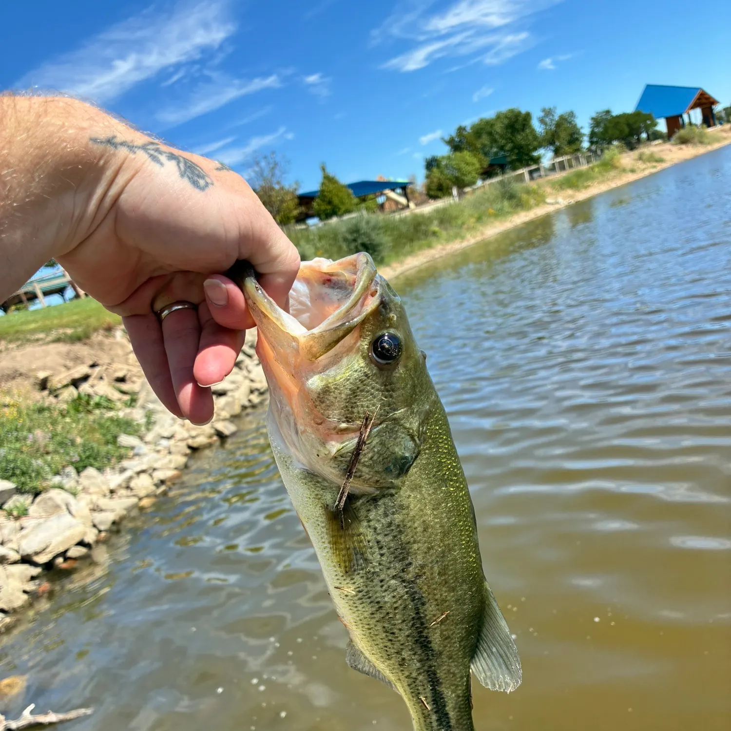 Largemouth bass caught on Fishbrain