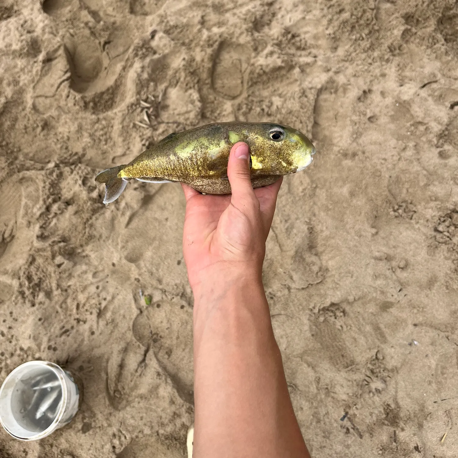 The most recent Smooth puffer catches on Fishbrain