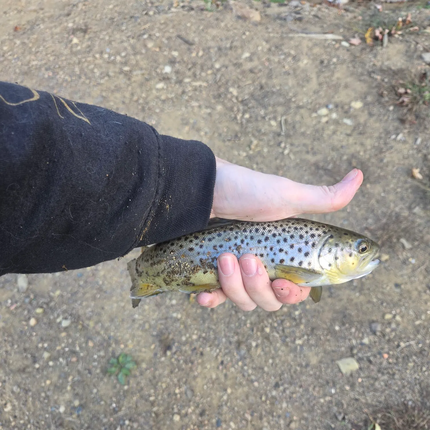 Brown trout caught on Fishbrain