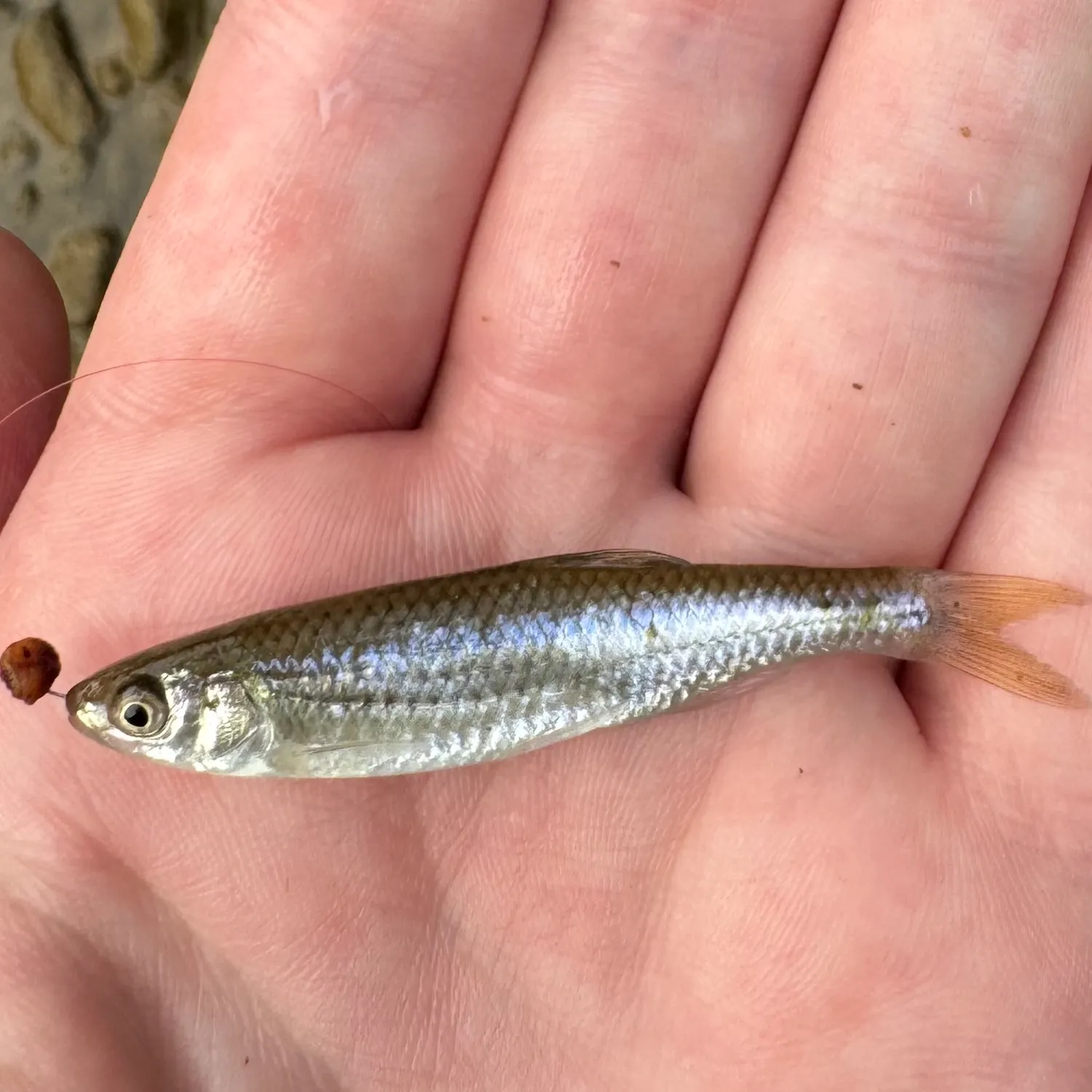 The most recent Satinfin shiner catches on Fishbrain