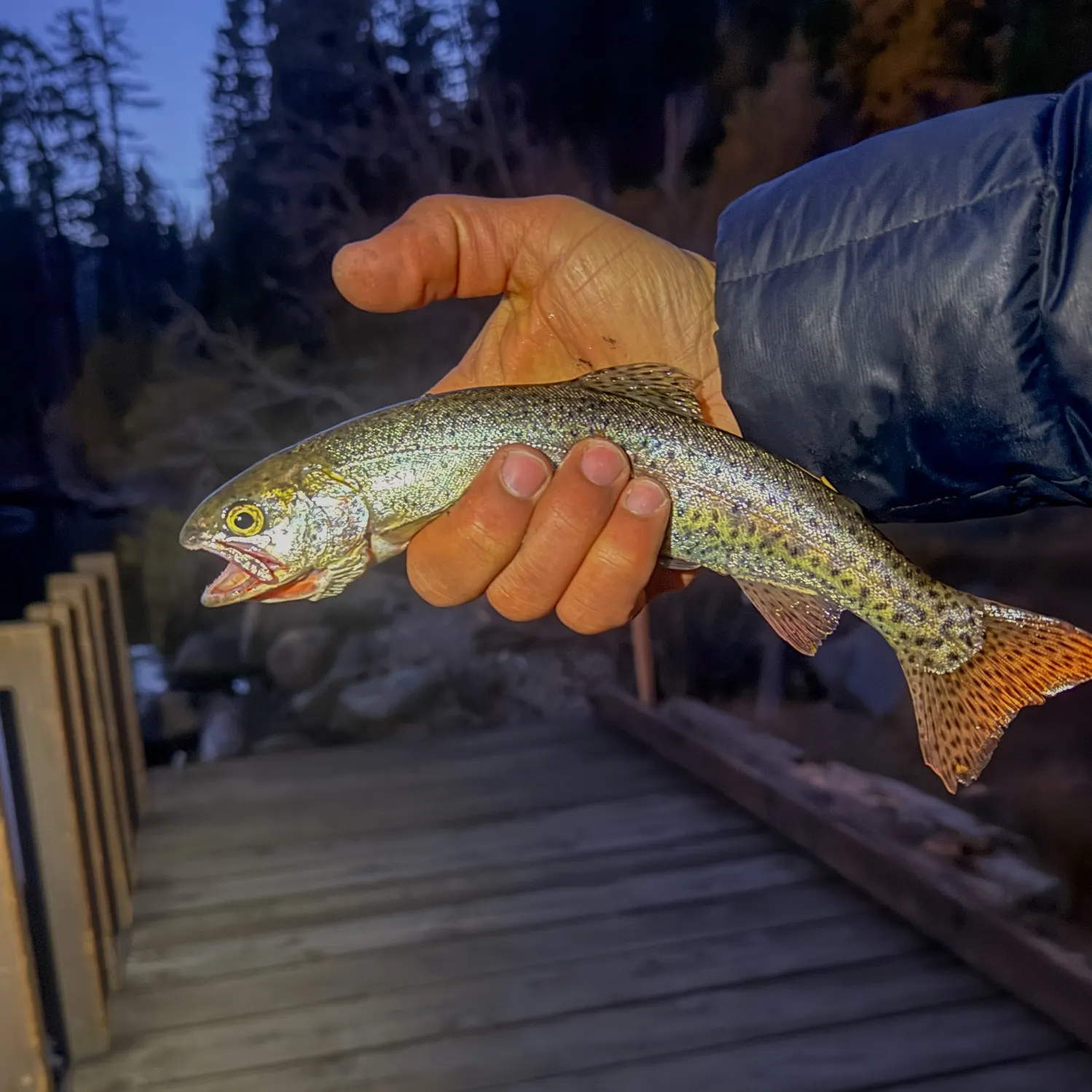 Lahontan cutthroat trout caught on Fishbrain
