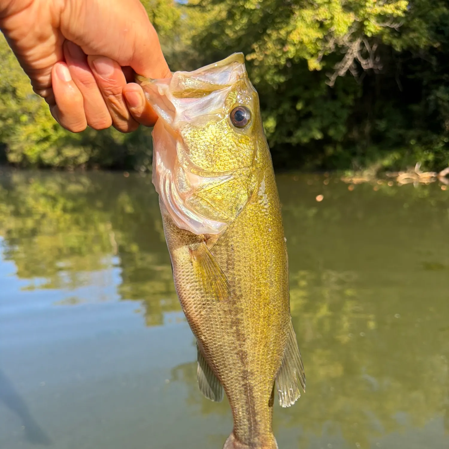 Largemouth bass caught on Fishbrain