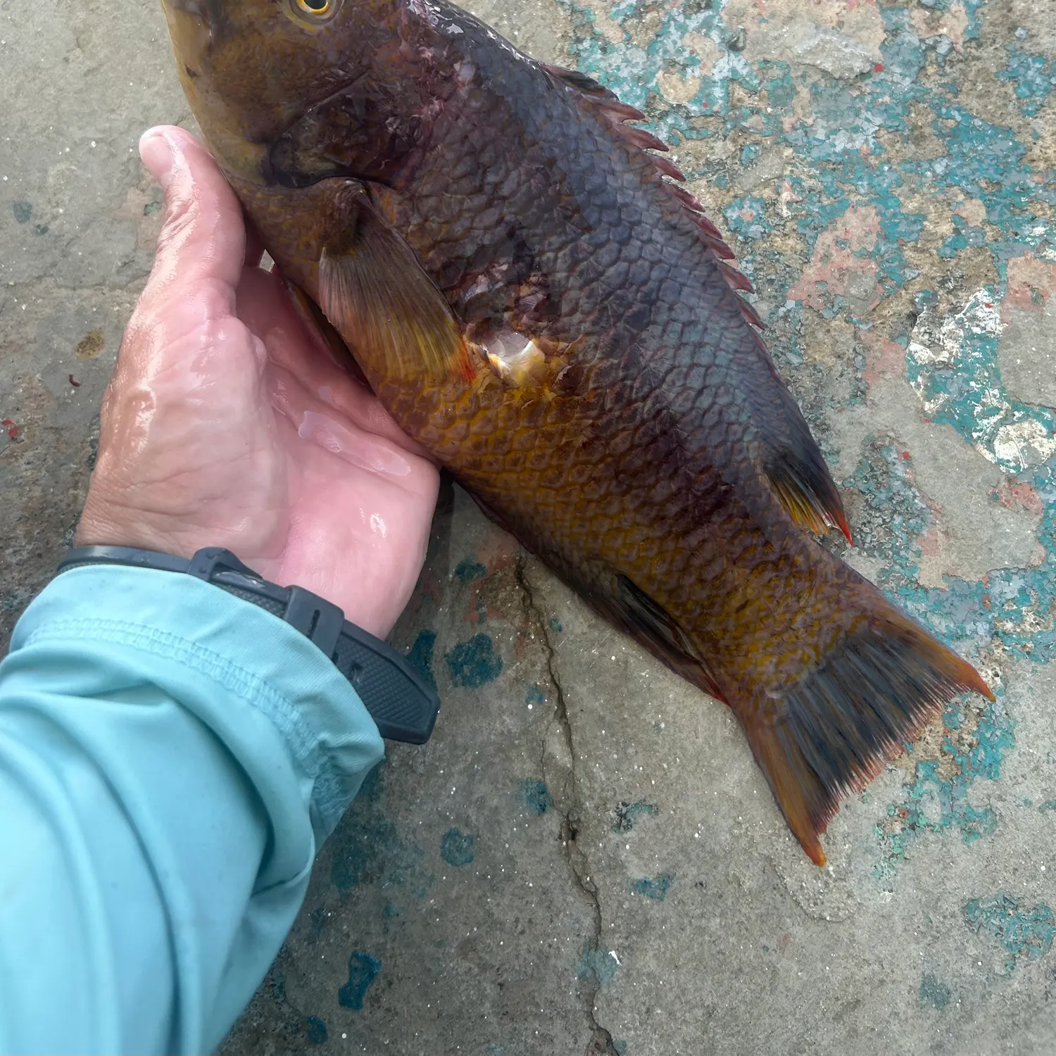 recently logged catches