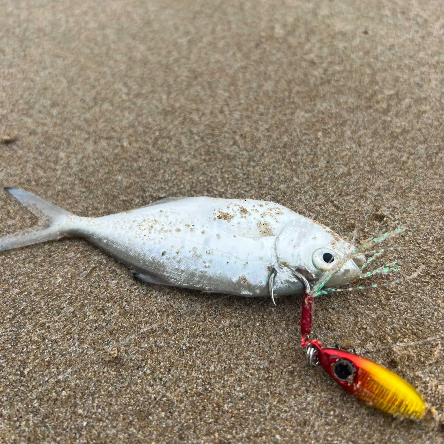 The most recent Derbio catches on Fishbrain