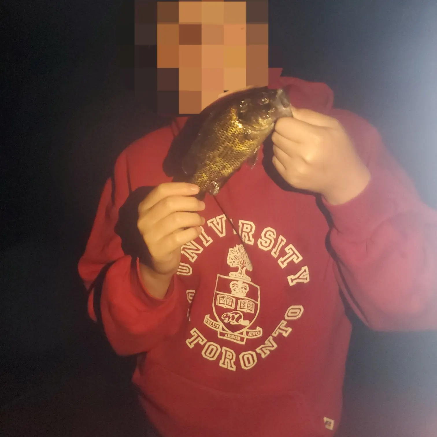 Rock bass caught on Fishbrain