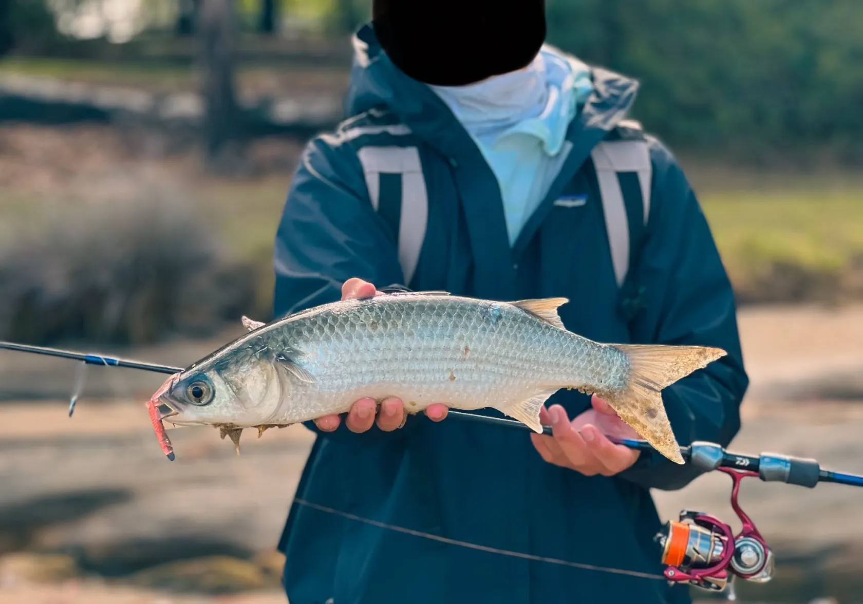 Striped mullet