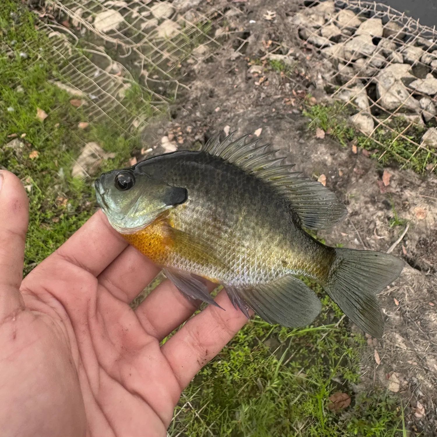Bluegill caught on Fishbrain