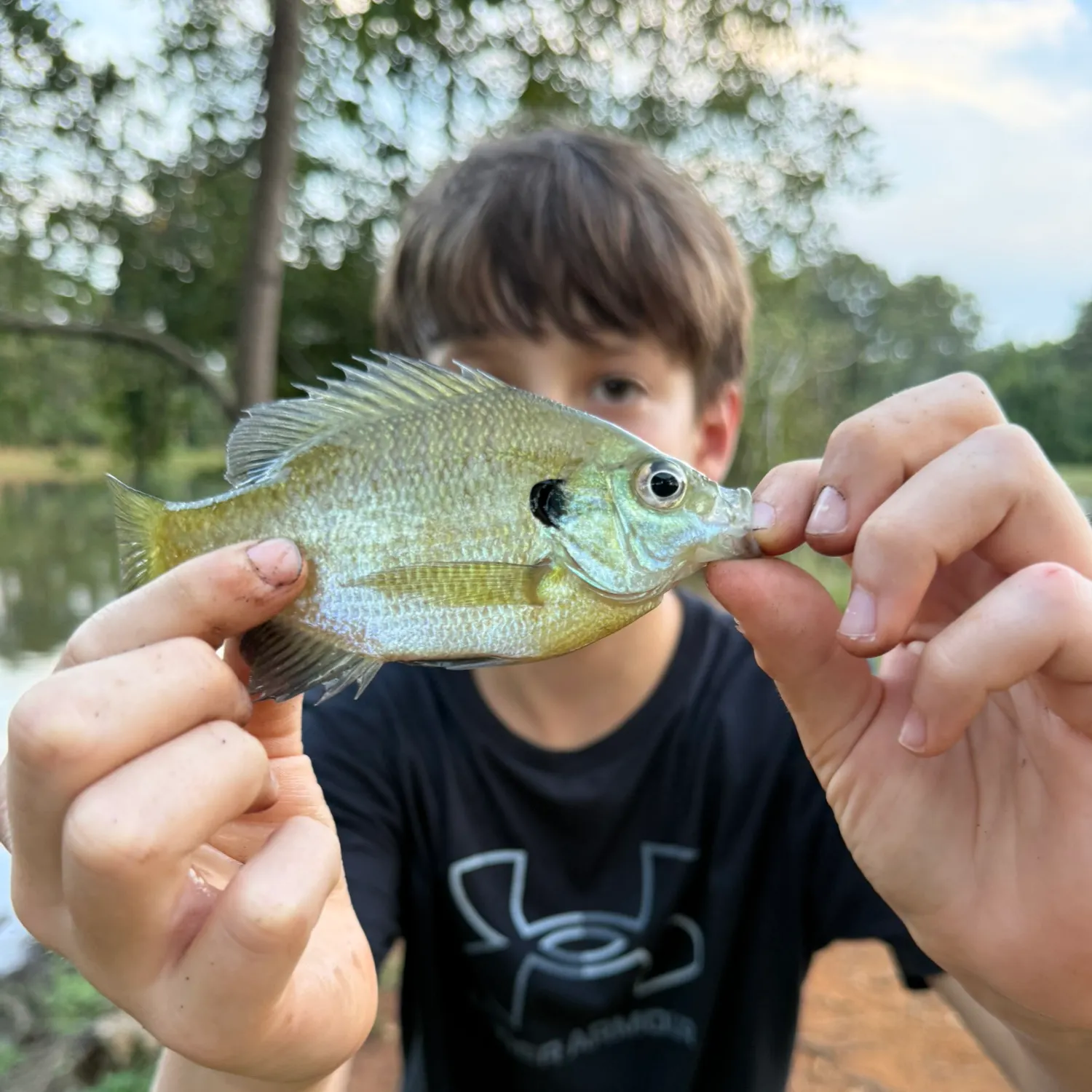 Bluegill caught on Fishbrain