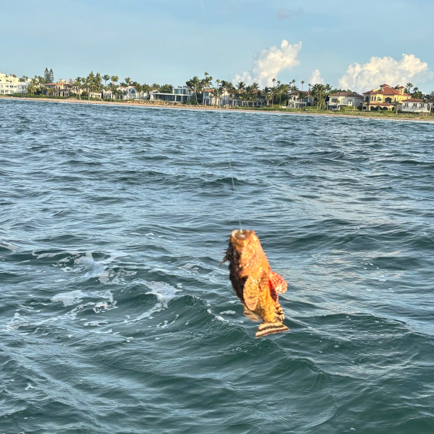 The most recent Golden scorpionfish catches on Fishbrain