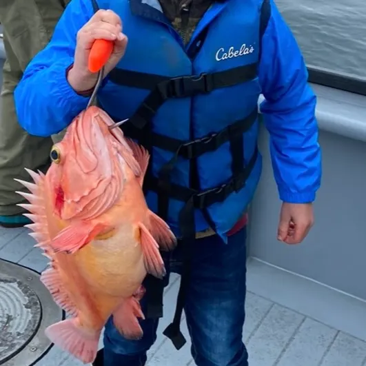The most recent Yelloweye rockfish catches on Fishbrain