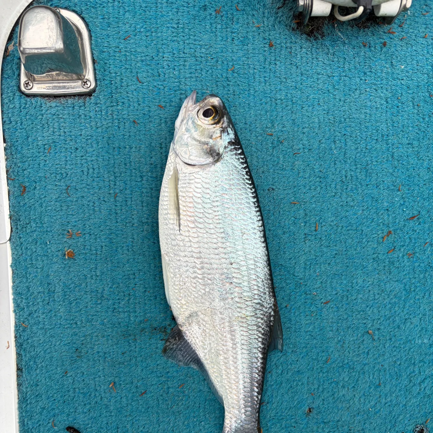 The most recent Mooneye catches on Fishbrain