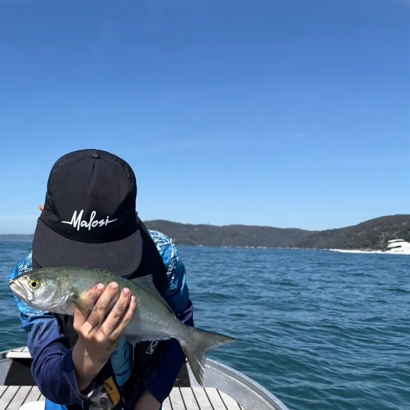 Bluefish caught on Fishbrain