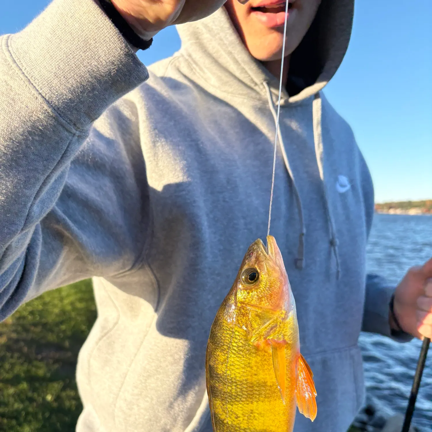 Yellow perch caught on Fishbrain
