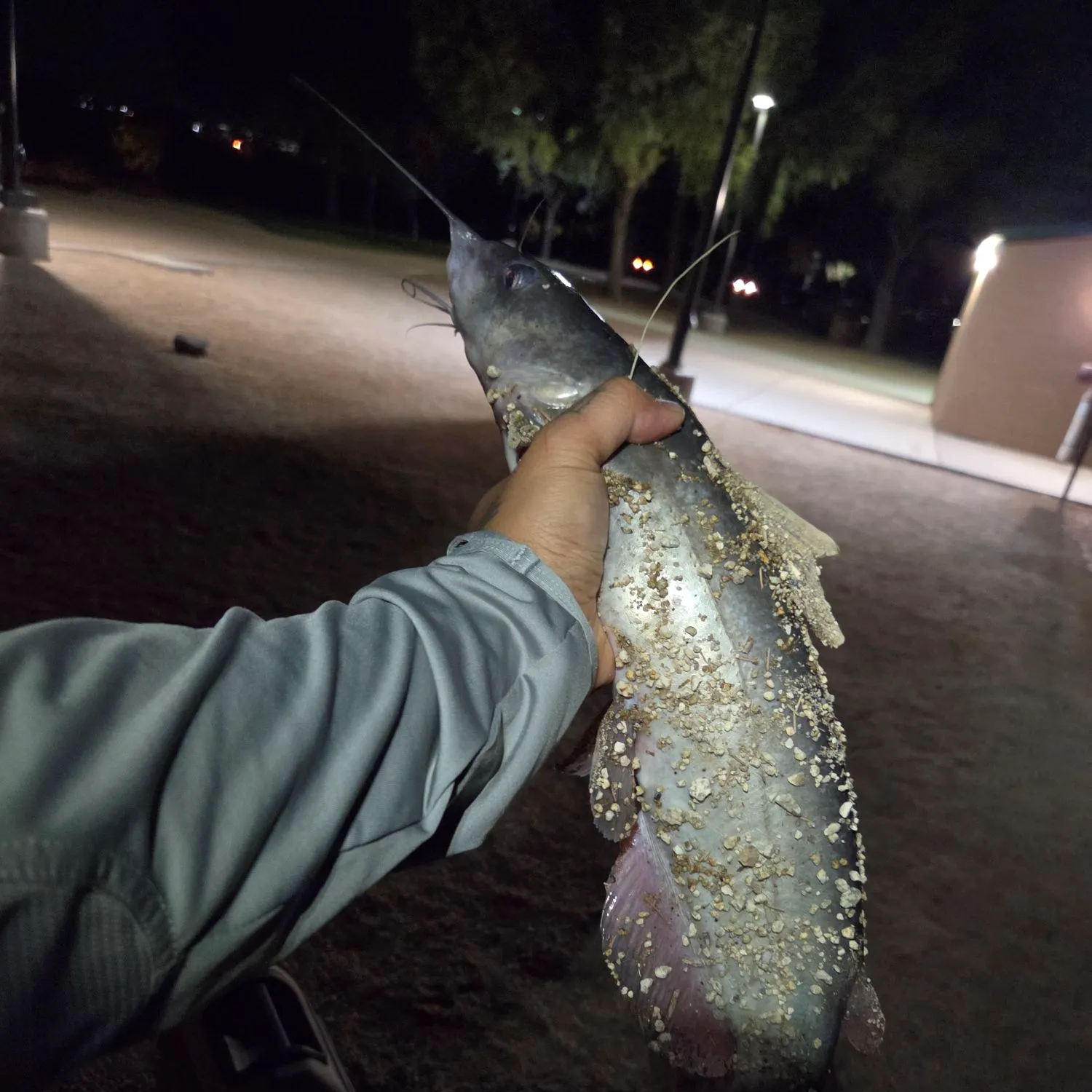 Channel catfish caught on Fishbrain