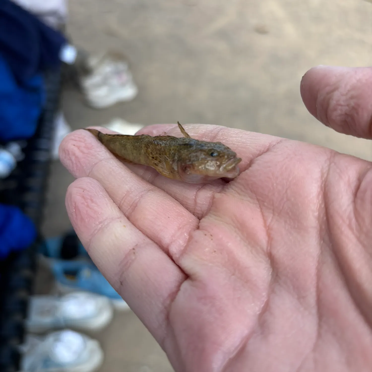 The most recent Three-spined frogfish catches on Fishbrain