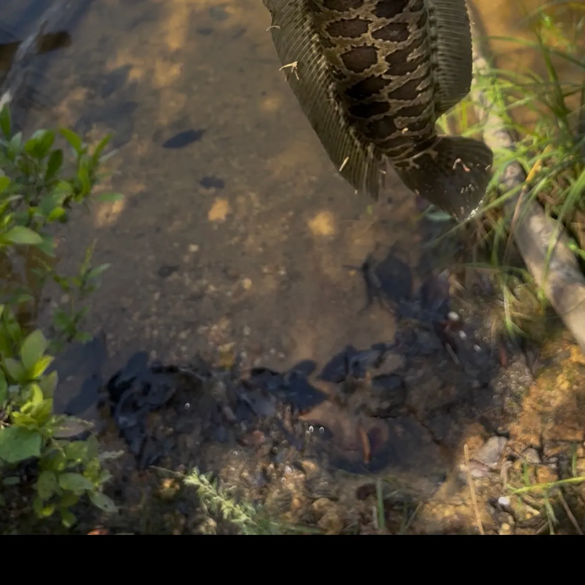 The most recent Northern snakehead catches on Fishbrain
