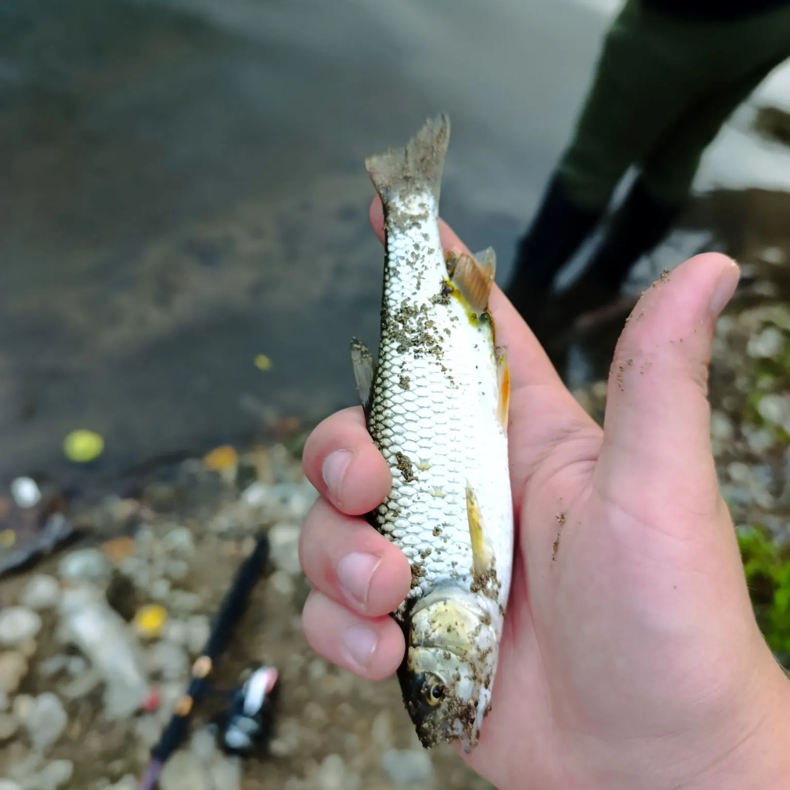 European chub caught on Fishbrain