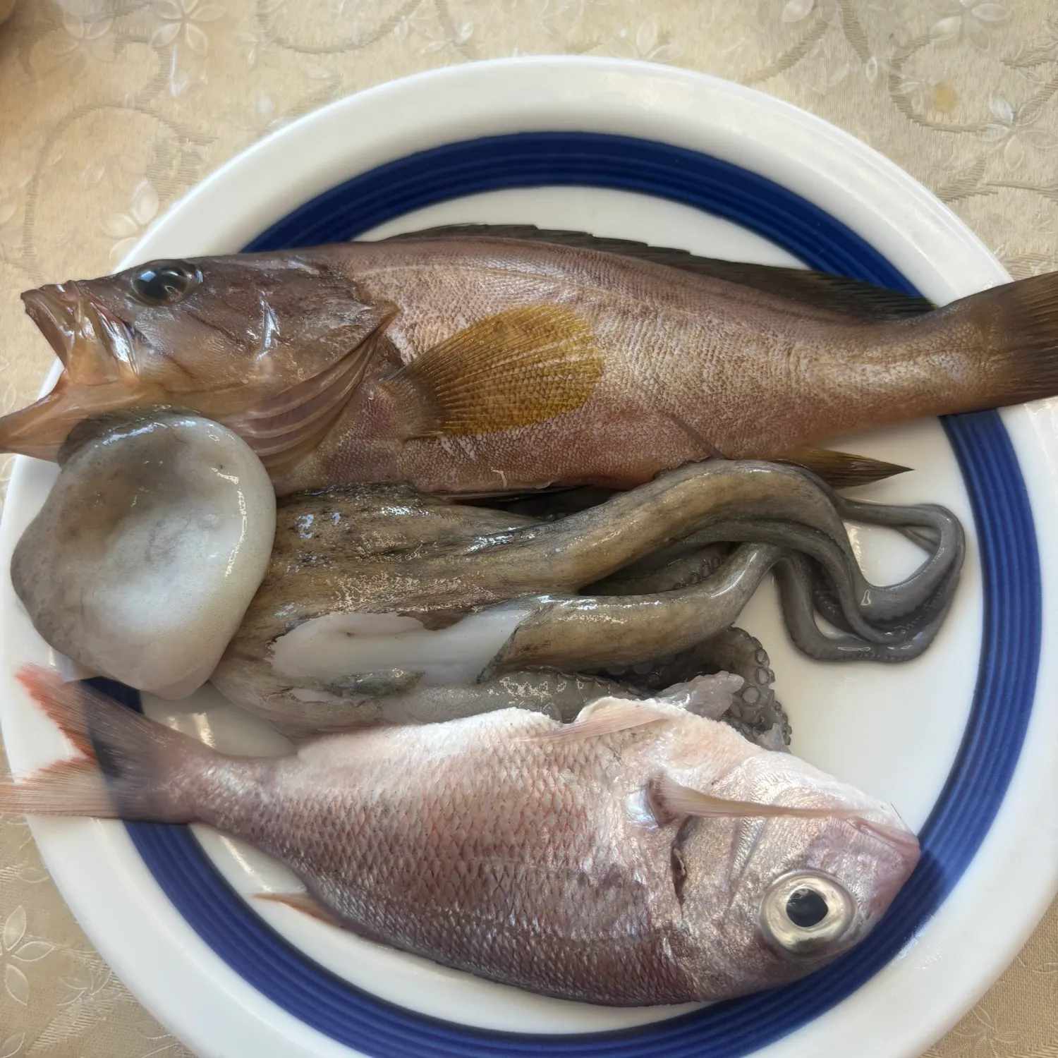 The most recent Common pandora catches on Fishbrain