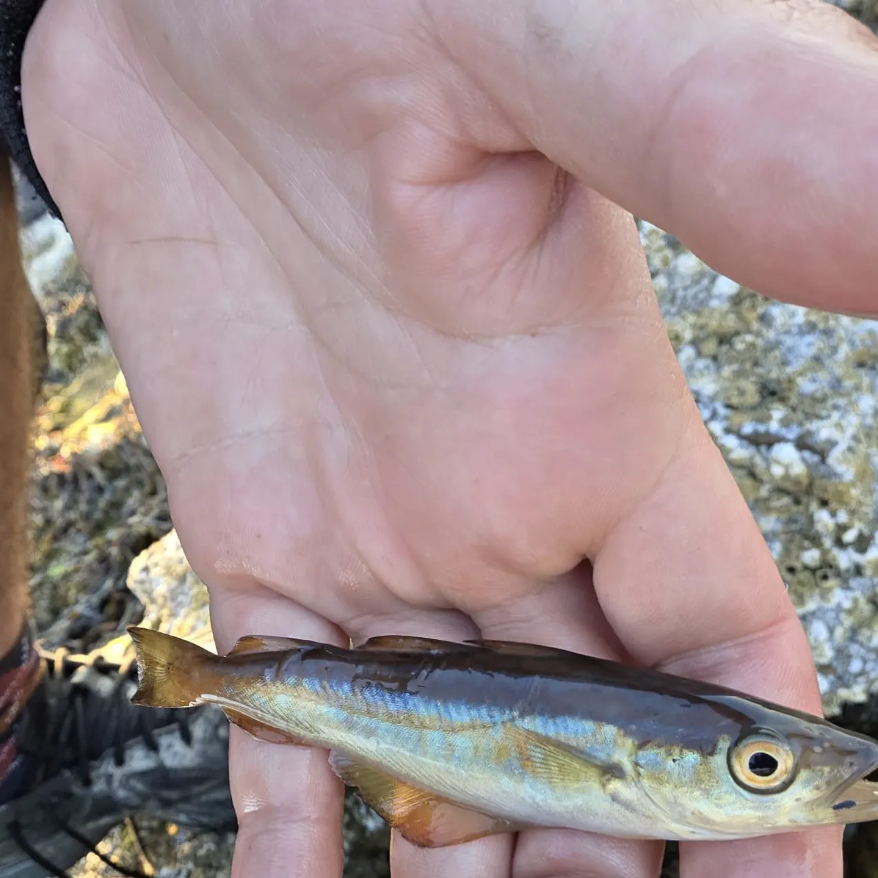 The most recent Poor cod catches on Fishbrain