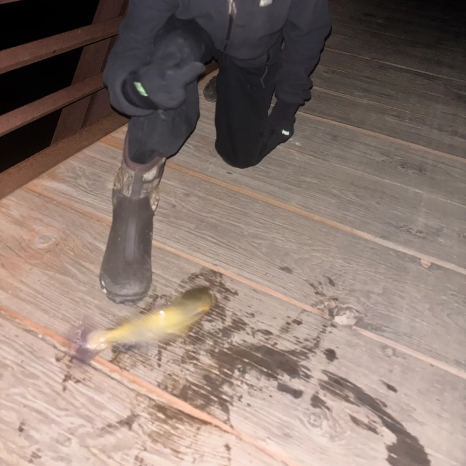 Channel catfish caught on Fishbrain