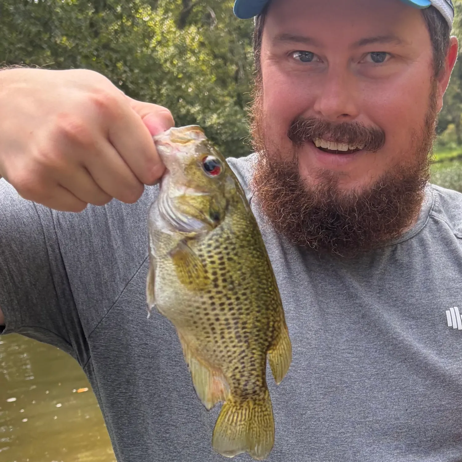 Rock bass caught on Fishbrain