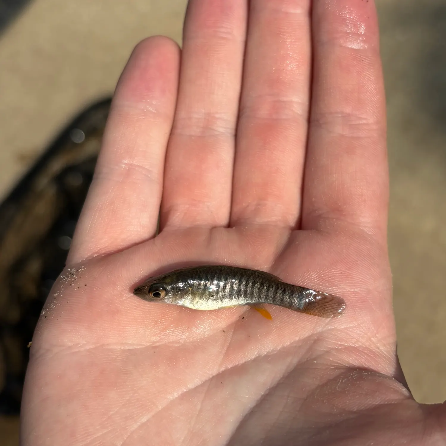 The most recent Banded killifish catches on Fishbrain