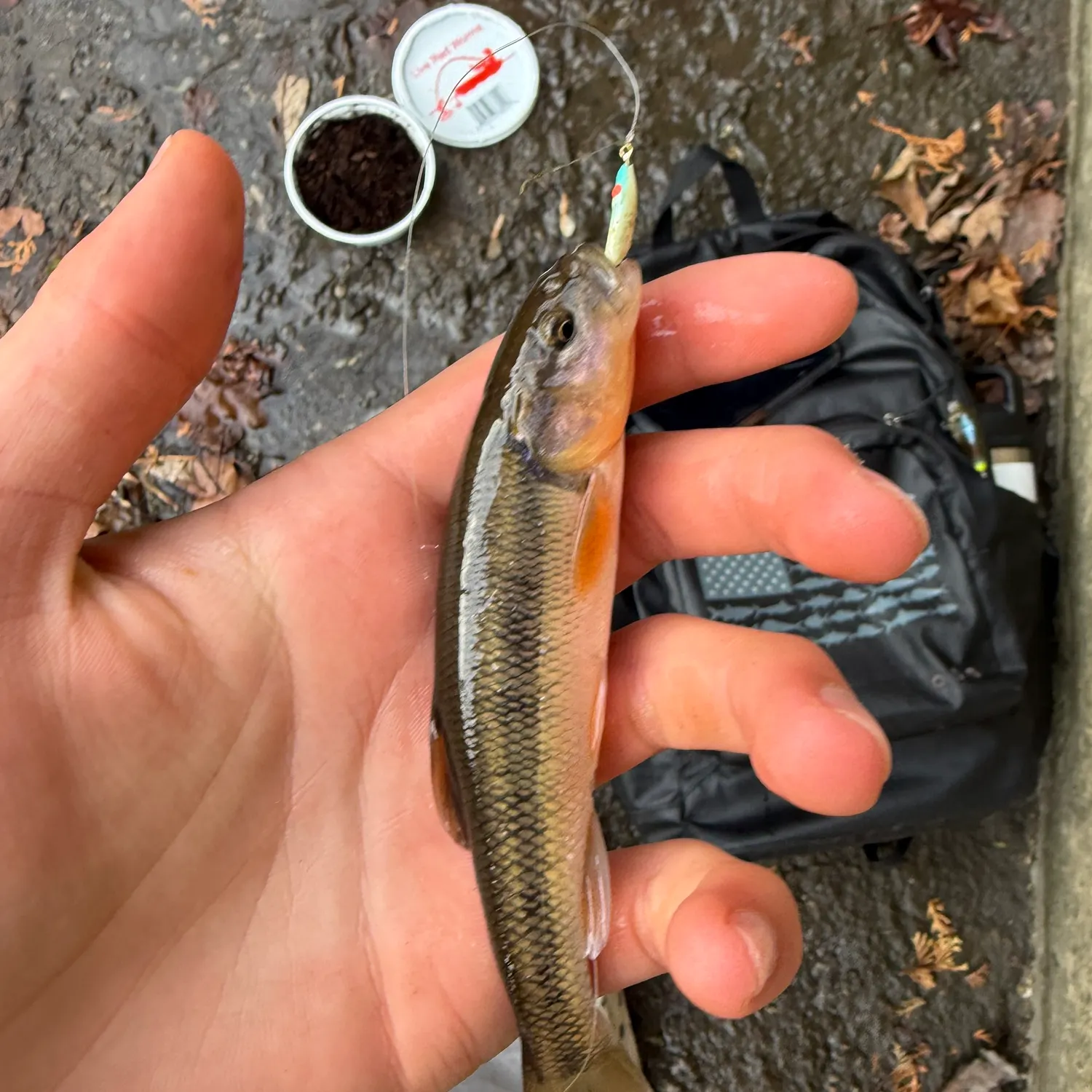 The most recent Creek chub catches on Fishbrain