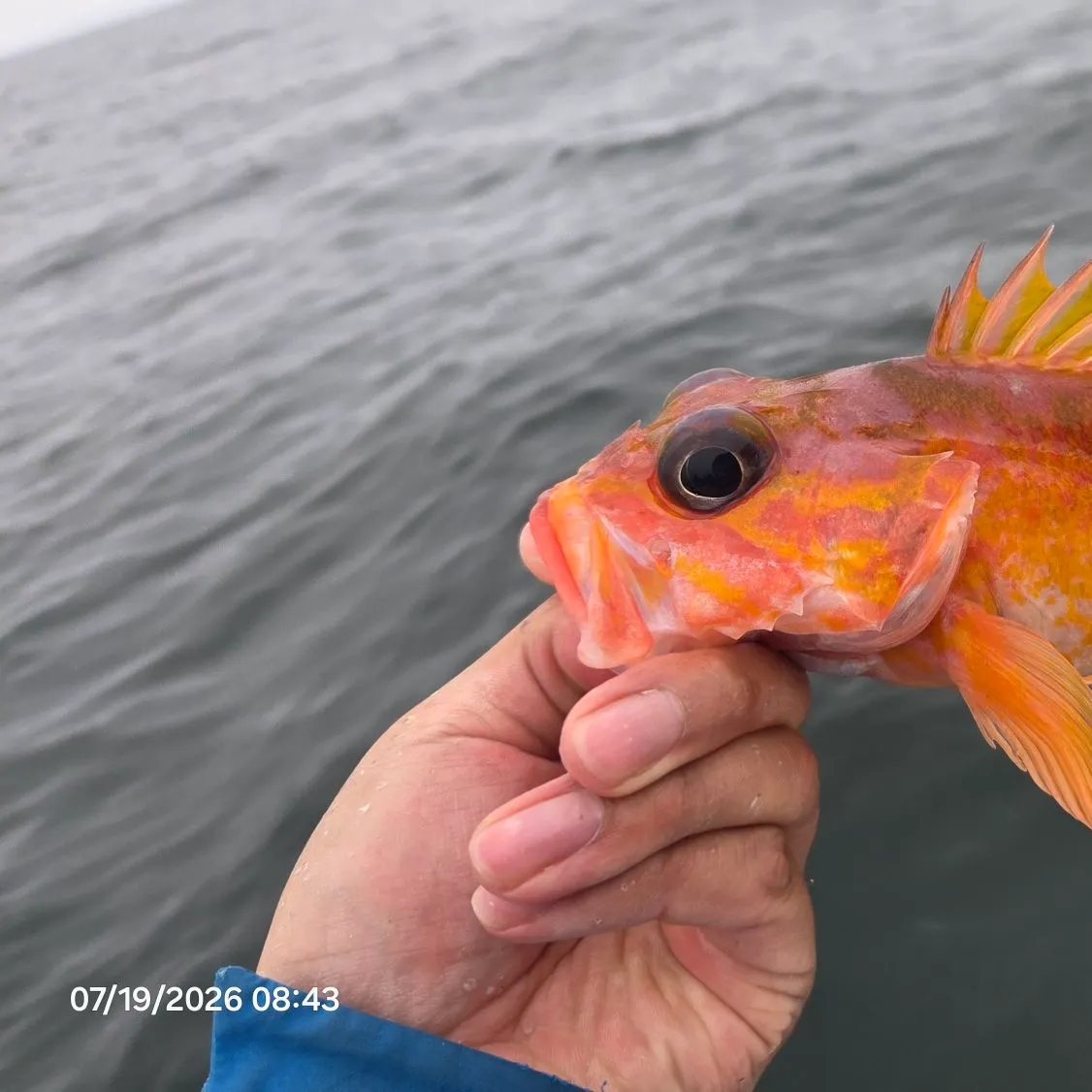 The most recent Rosy rockfish catches on Fishbrain