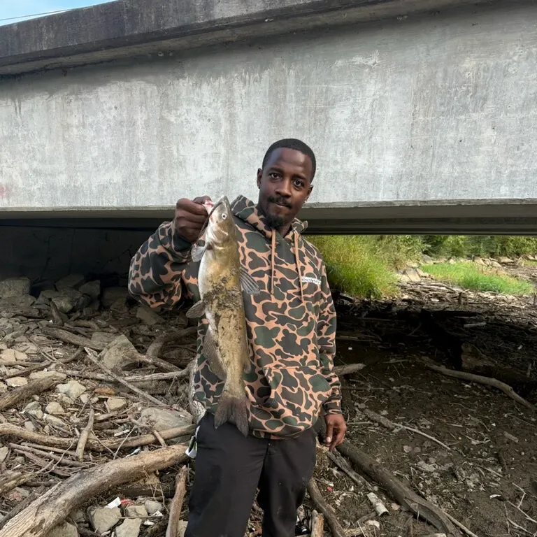 Channel catfish caught on Fishbrain