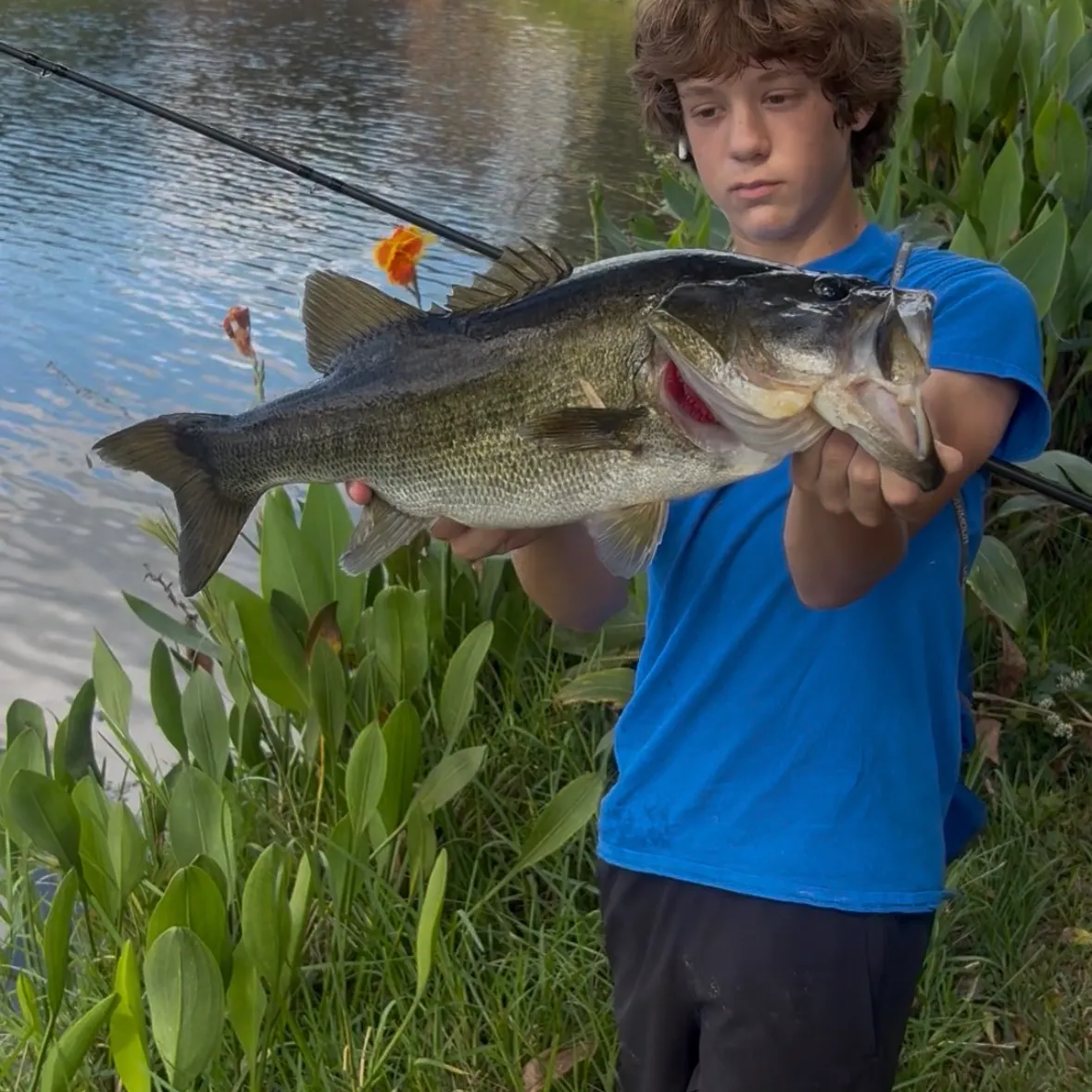 Largemouth bass caught on Fishbrain