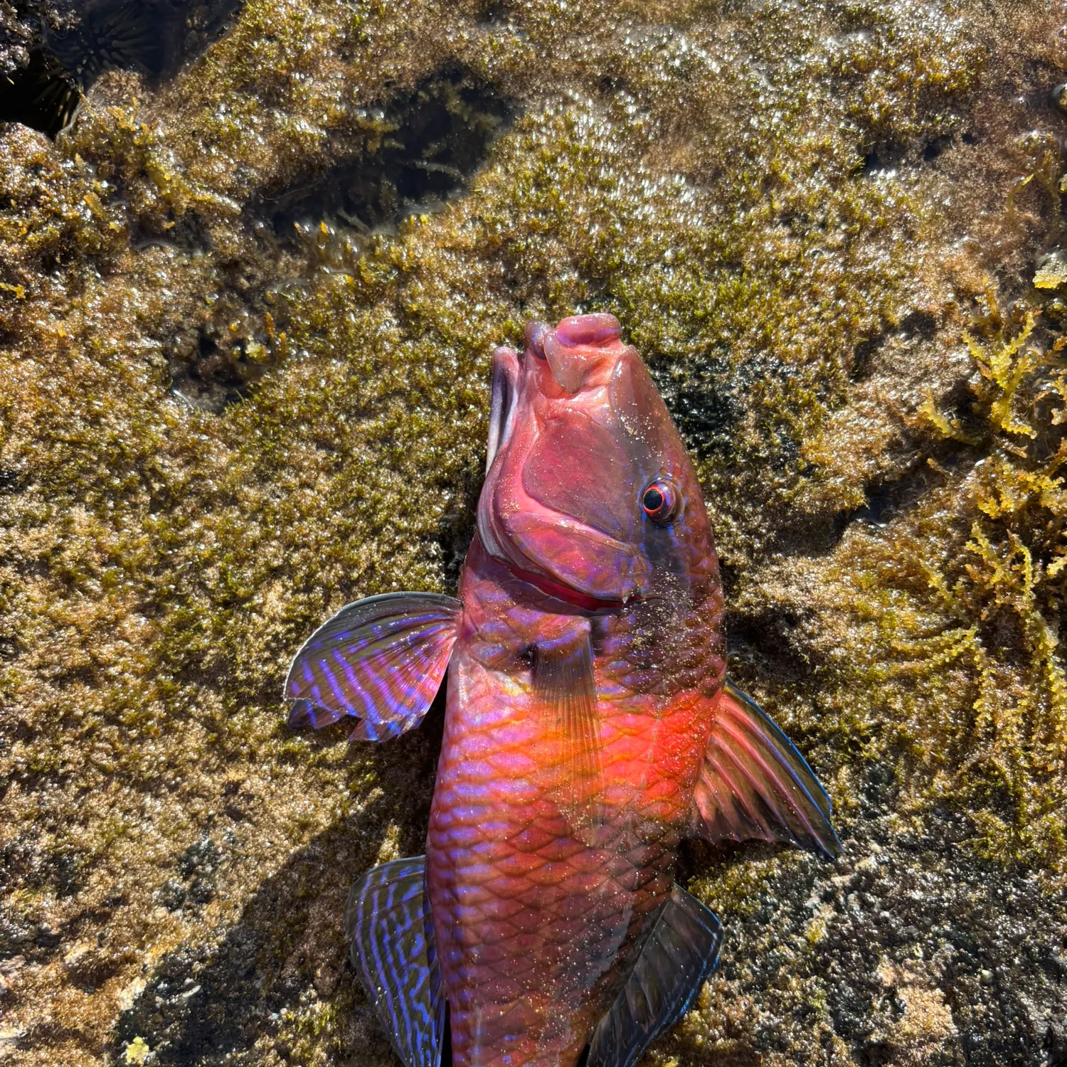 The most recent Island goatfish catches on Fishbrain