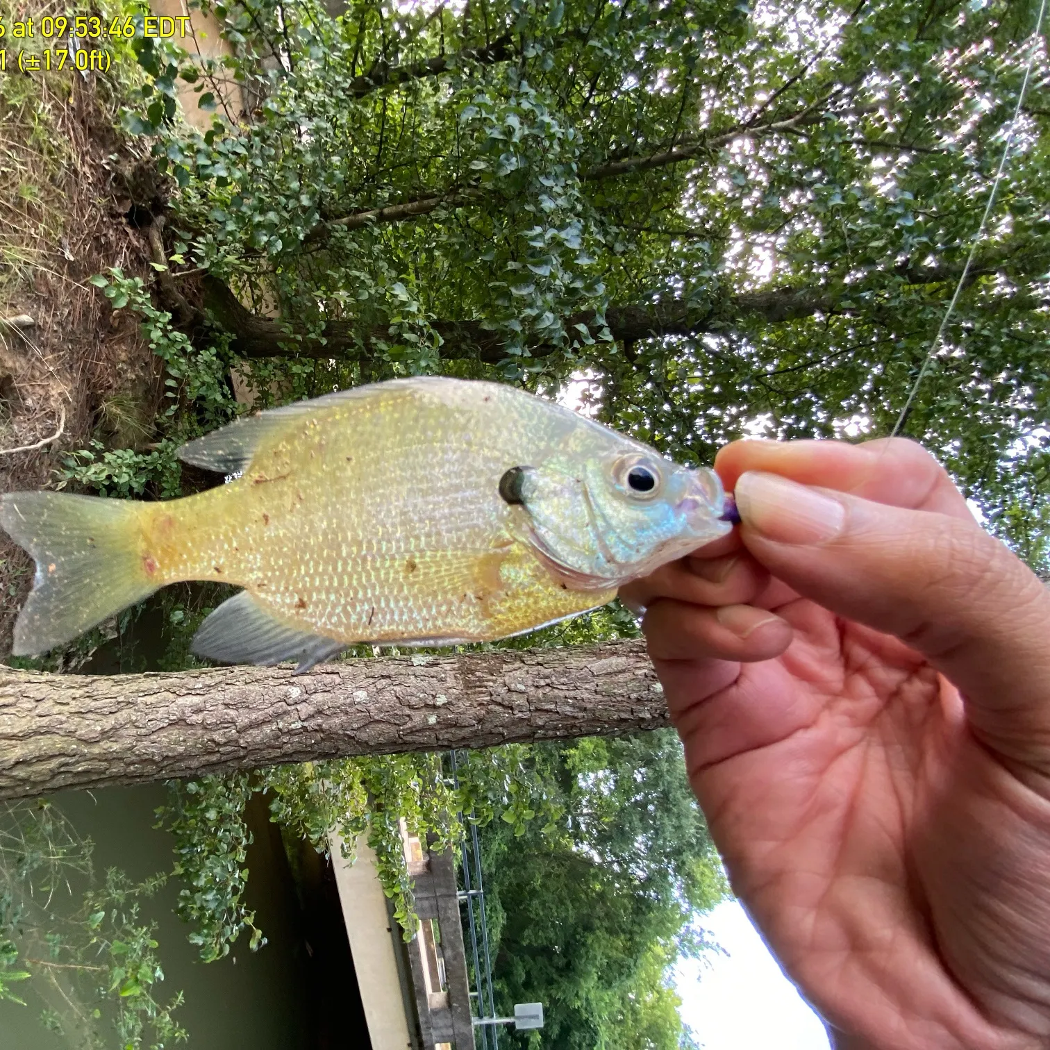 recently logged catches