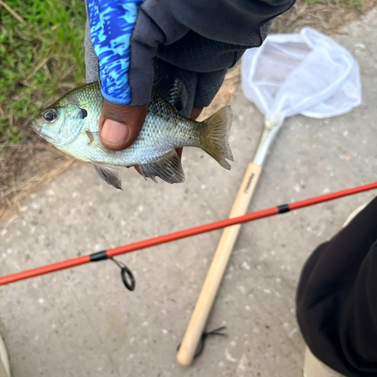 Bluegill caught on Fishbrain