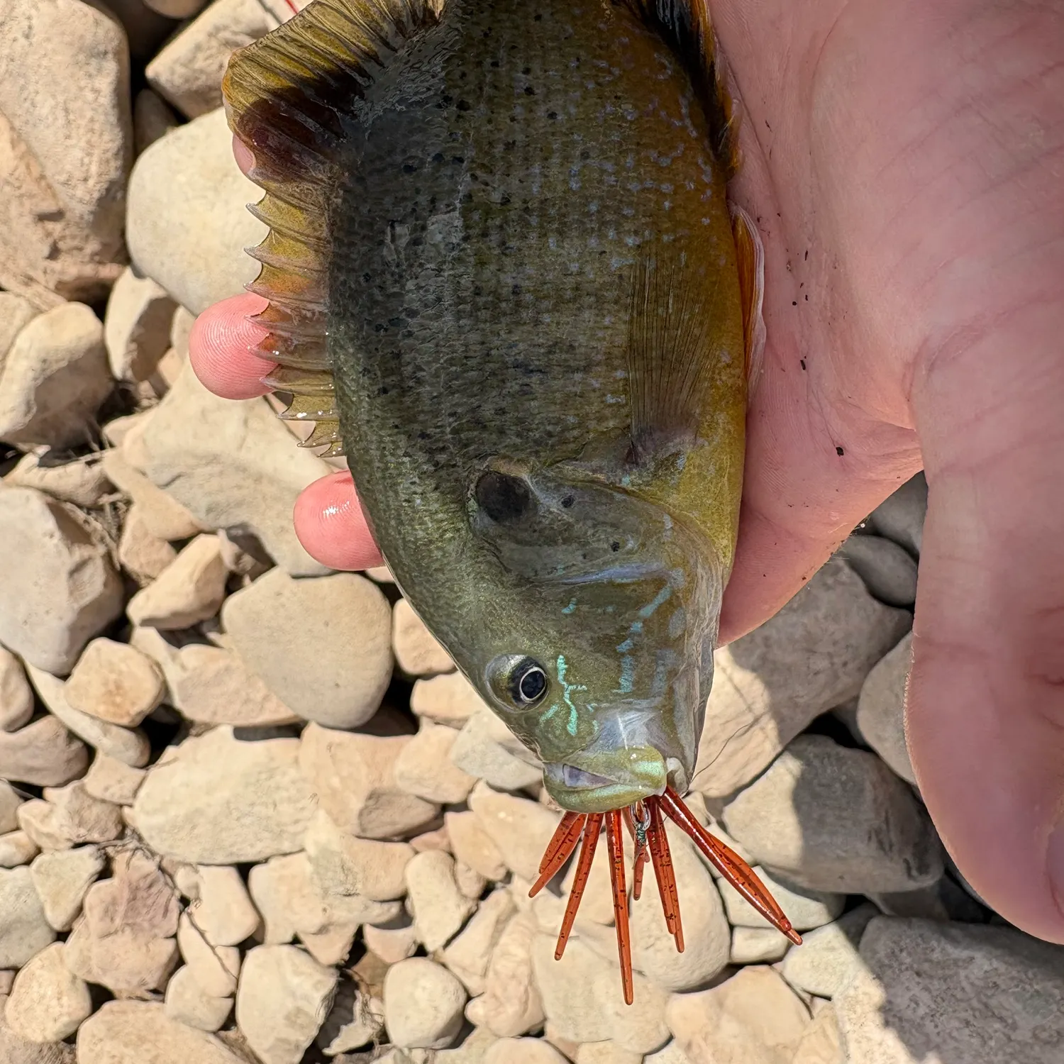 Green sunfish caught on Fishbrain