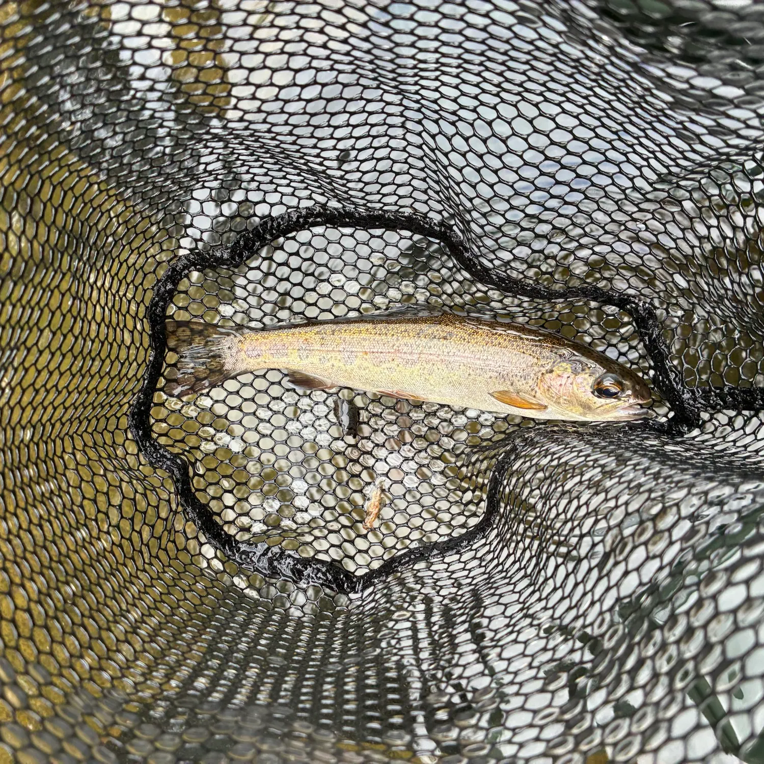 Rainbow trout caught on Fishbrain