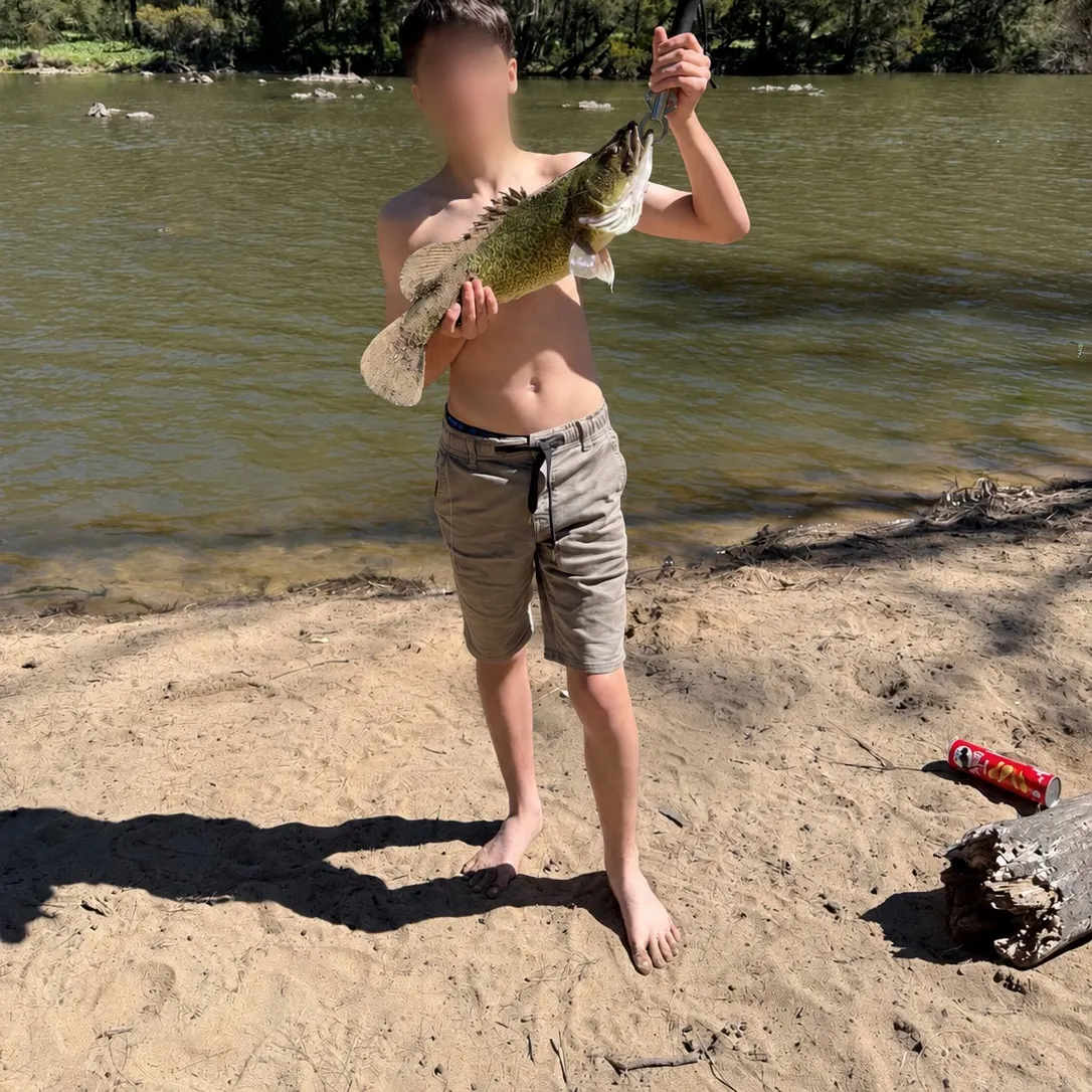 The most recent Murray cod catches on Fishbrain