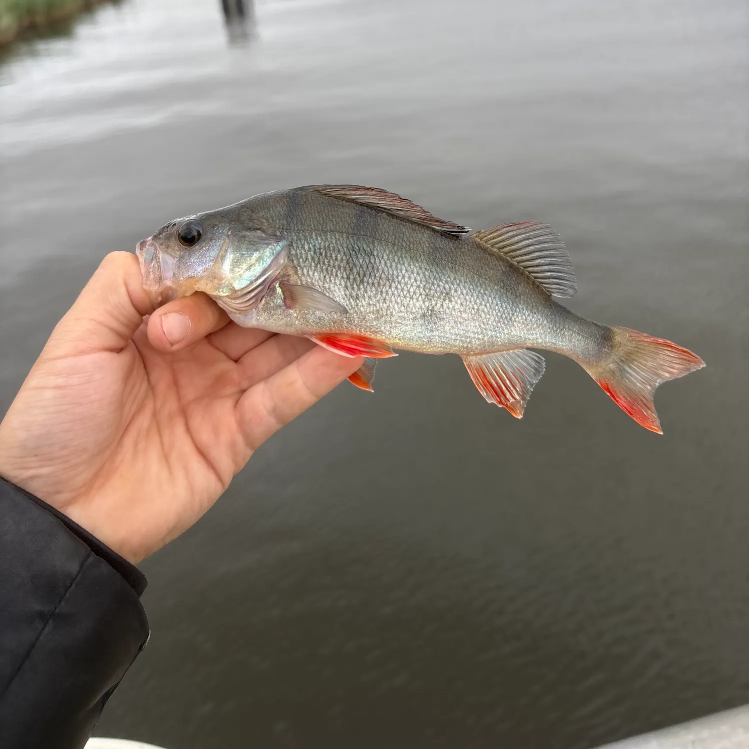 European perch caught on Fishbrain