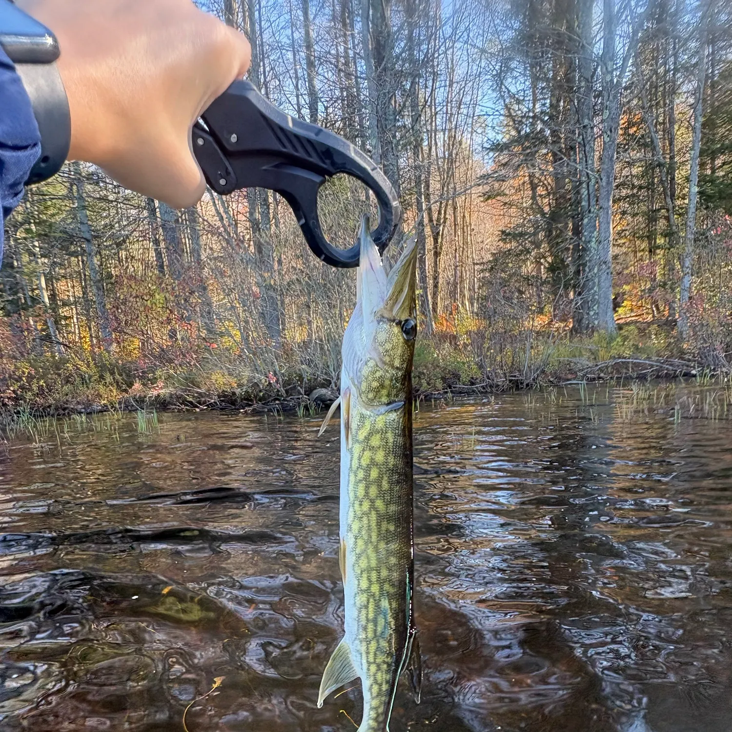 Chain pickerel caught on Fishbrain